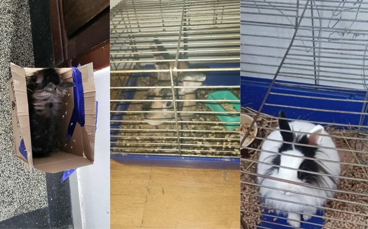 Trzy króliki w klatkach, różne kolory i rozmiary.