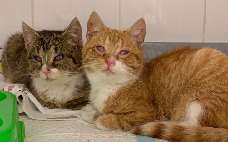 Zbiórka Wafelek z Karmelkiem - zdjęcie główne