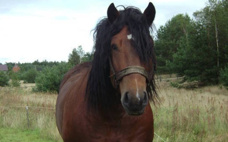 Zbiórka Stadnina dla koni - zdjęcie główne