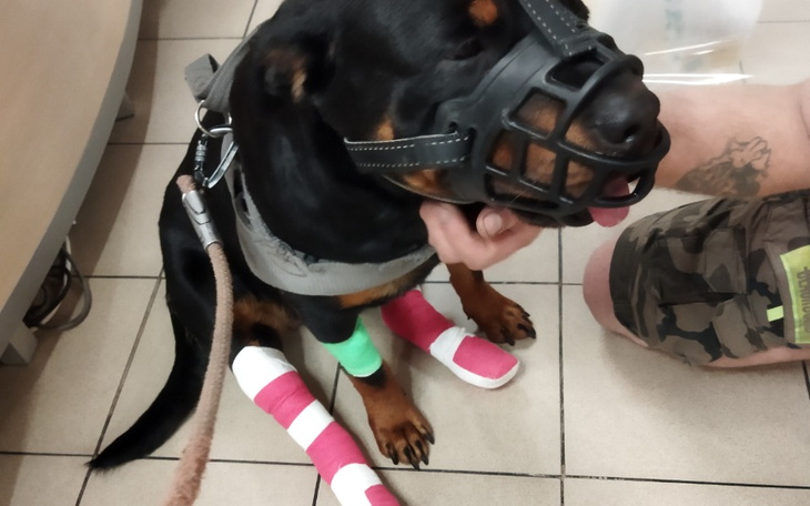 Zbiórka Leczenie rehabilitacja Lucy . - zdjęcie główne