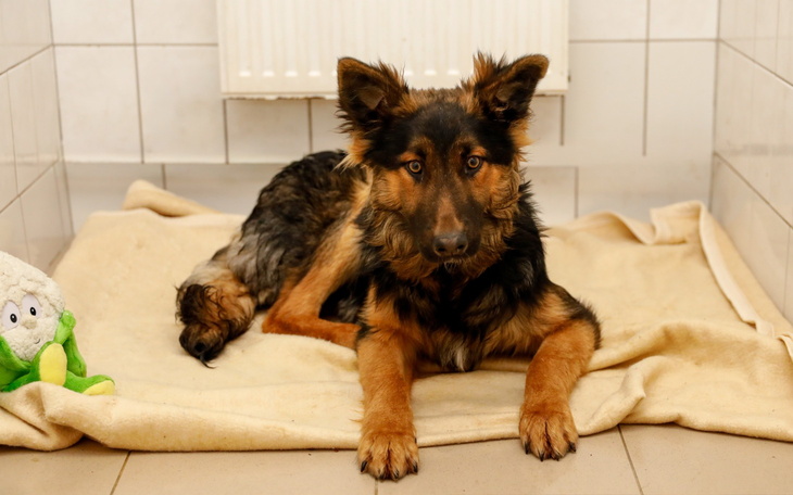 Pies leżący na kocu w schronisku, z zabawką obok.