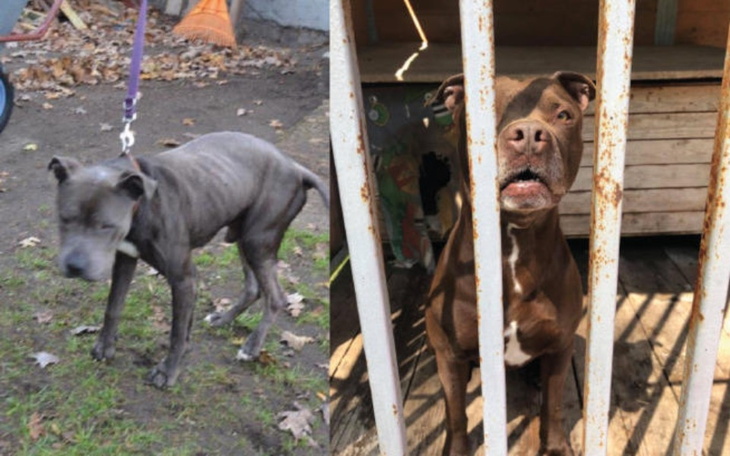 Zbiórka Dla psów których nikt nie chciał - zdjęcie główne