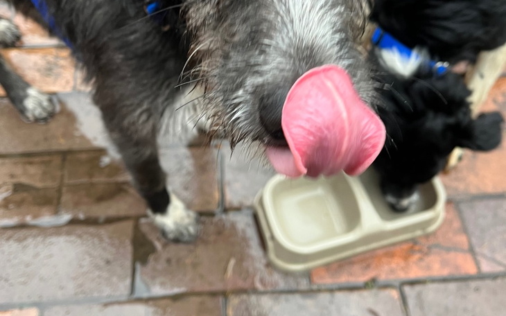 Zbiórka Puchy dla piesków z Wioskowomi - zdjęcie główne