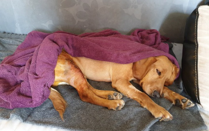 Zbiórka Leczymy łapkę Logisia - zdjęcie główne