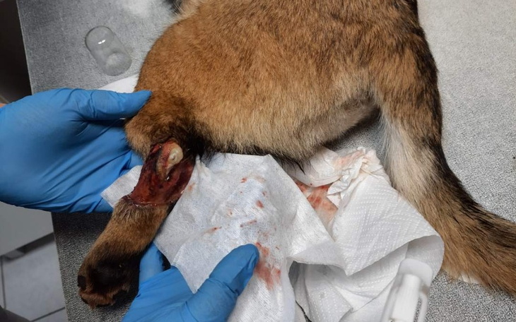 Zbiórka Ratujemy rozerwaną nóżkę Mii - zdjęcie główne