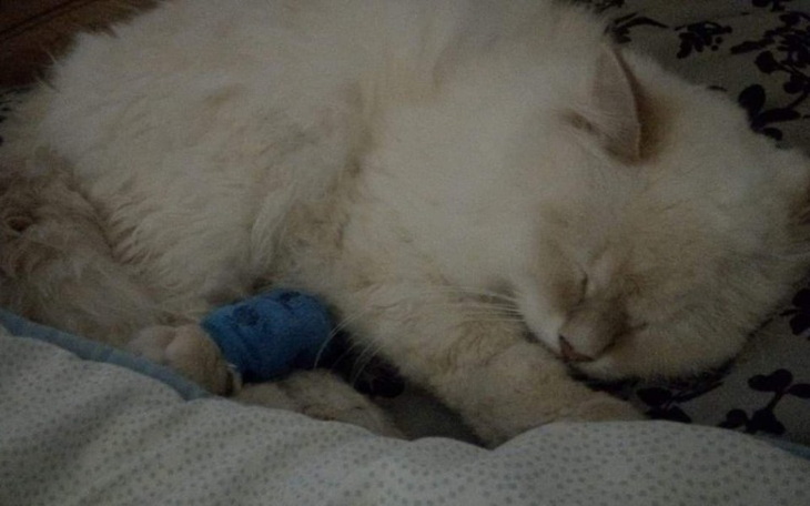 Zbiórka Leczenie Kota Marcelka - zdjęcie główne