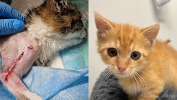 Zbiórka Panleukopenia - walka o życie - miniaturka zdjęcia