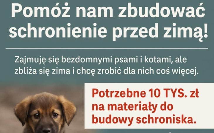 Pomoc w budowie schronienia dla bezdomnych psów i kotów przed zimą.