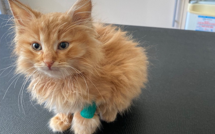 Zbiórka Ratujemy Leosia - zdjęcie główne