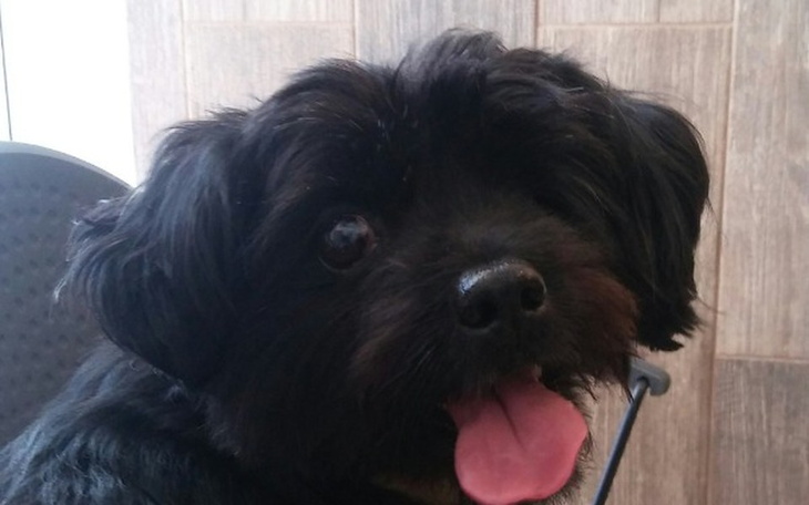 Zbiórka Deisy bez oczka . - zdjęcie główne