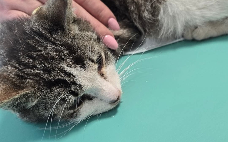 Kot leżący na stole, z ręką głaskającą go.