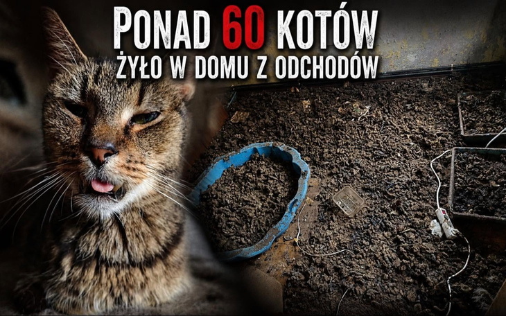 Kot z widocznym brudem i odchodami, przebywający w domu