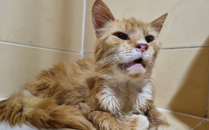 Zbiórka 2 kg Kociego dramatu - zdjęcie główne