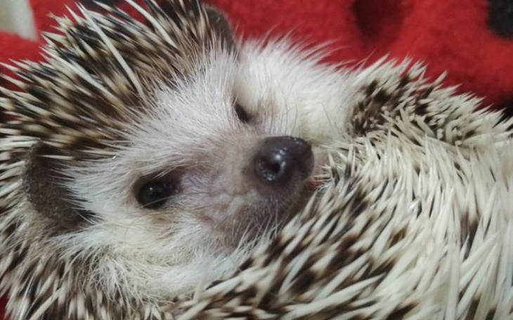 Zbiórka Operacja Zosi- jeża pigmejskiego - zdjęcie główne