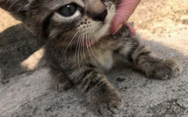 Zbiórka Na ocalenie - zdjęcie główne