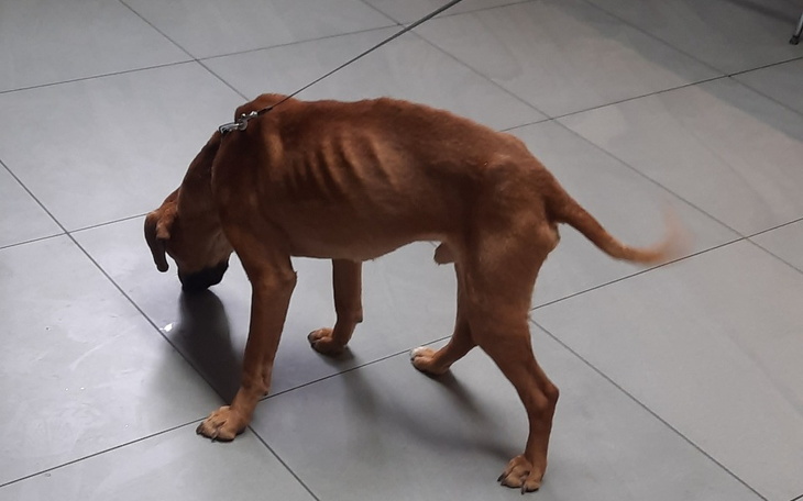 Zbiórka Nowe życie dla Rockiego - zdjęcie główne