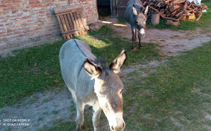 Zbiórka Osiołki-szansa na nowe życie - zdjęcie główne