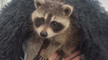 Zbiórka Pedro mały wojownik - miniaturka zdjęcia