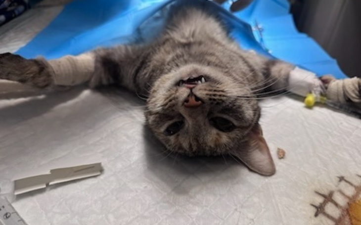 Kot leżący na plecach, zrelaksowany na stole.