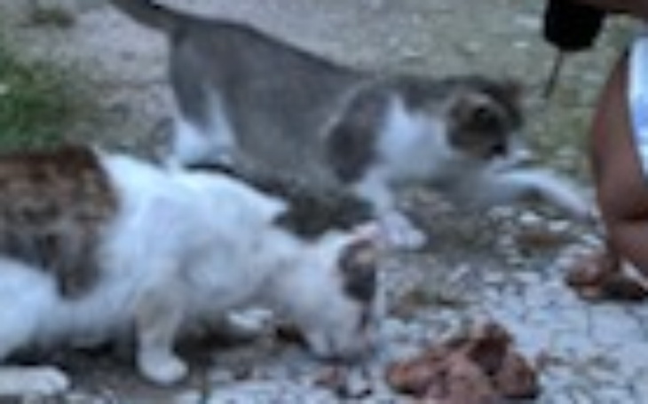 Zbiórka Stado kotów spod Jemielna - zdjęcie główne