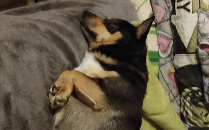 Zbiórka Pomóż wyleczyć Sunię - zdjęcie główne