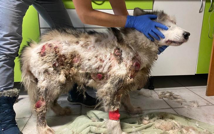 Zbiórka Cud Wigilijny - zdjęcie główne