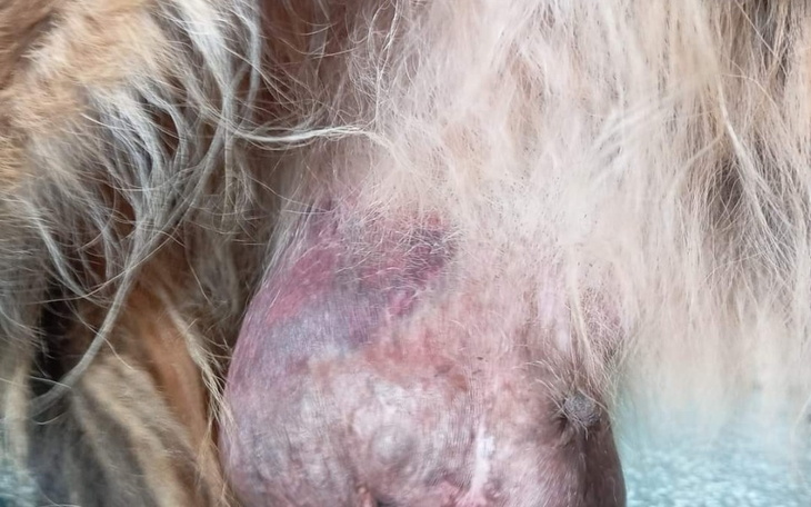 Zbiórka Na pozuczonego psa chorego ope - zdjęcie główne