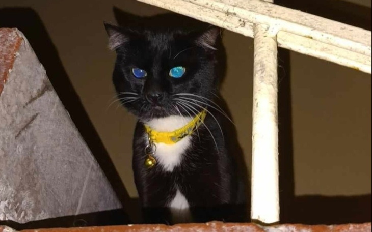 Zbiórka Dla Misia na karme i weterynarza - zdjęcie główne