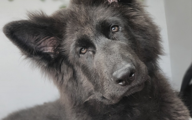Zbiórka NOWE łapki,uwolnij YONDU od bólu - zdjęcie główne