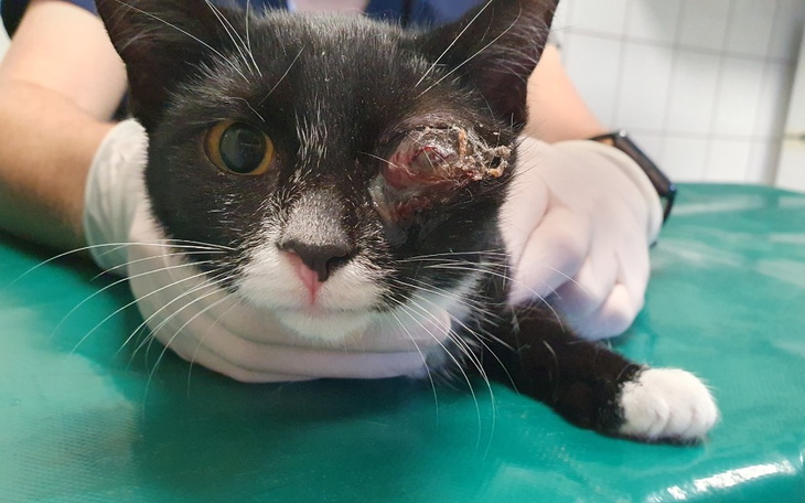 Zbiórka Ratujemy Błyskotkę - zdjęcie główne