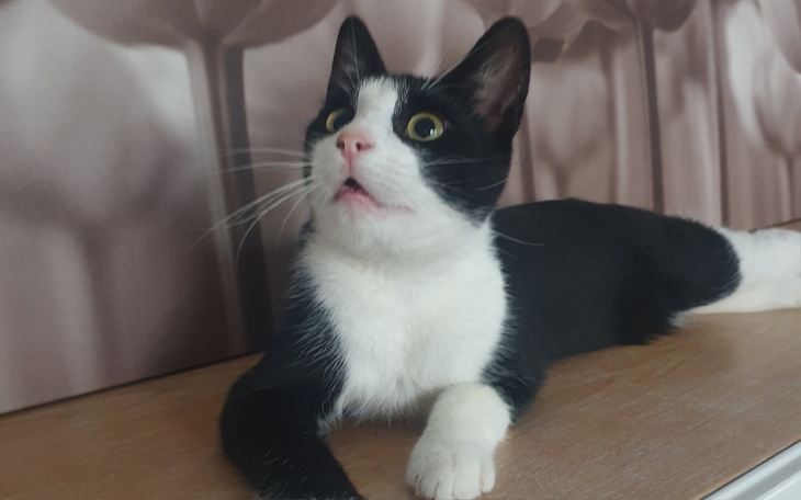 Zbiórka Ratuję Felusia - zdjęcie główne