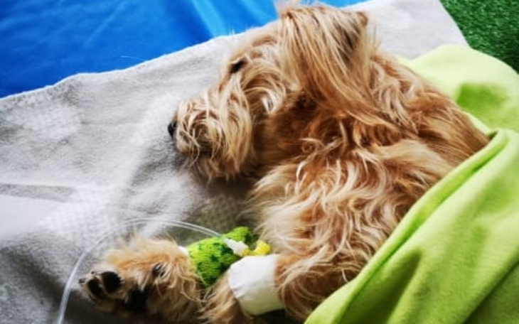 Zbiórka Ostatnia szansa dla Hot Doga - zdjęcie główne