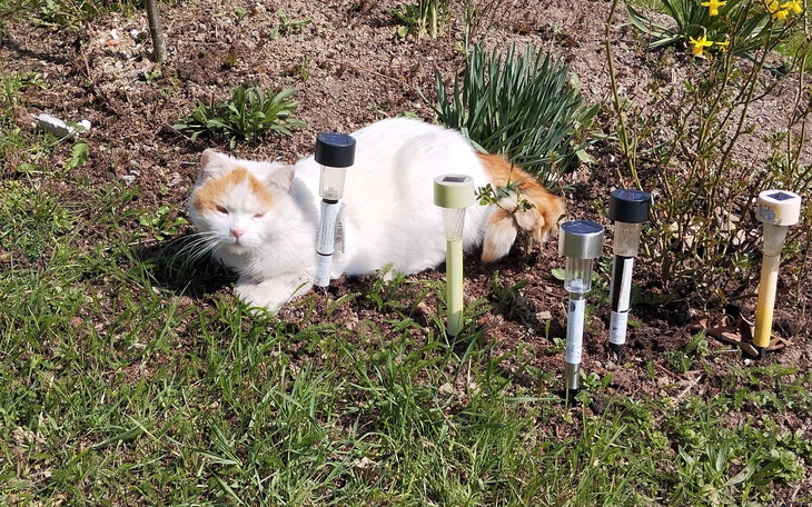 Kot odpoczywający w ogrodzie, otoczony lampkami ogrodowymi.