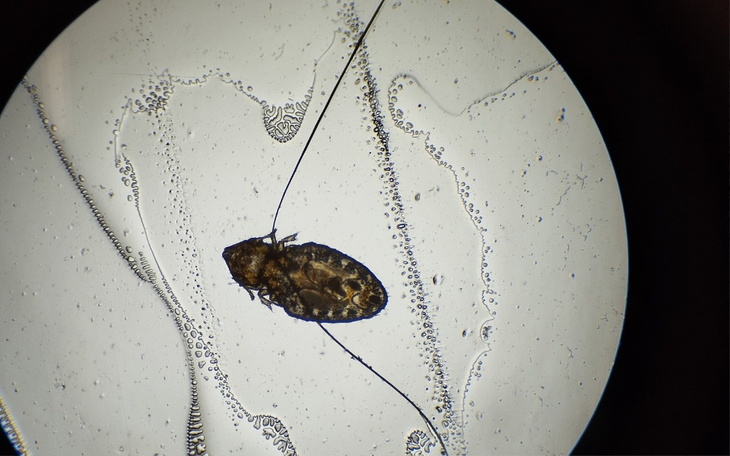 Zbiórka Świerzbowiec nadal grozny - zdjęcie główne