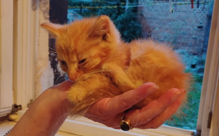 Zbiórka Ratowanie rudaska - zdjęcie główne