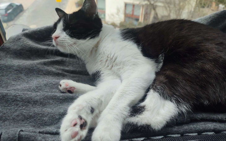 Zbiórka Uzbierane - Uratujmy Lulu - zdjęcie główne