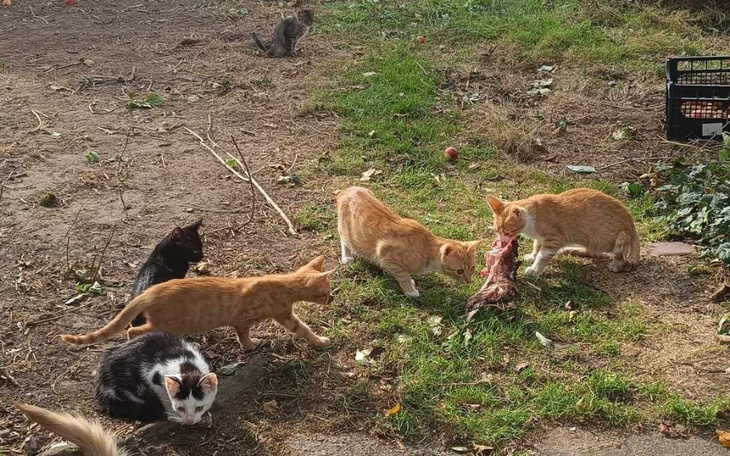 Grupa kotów bawiących się na świeżym powietrzu wśród trawy.