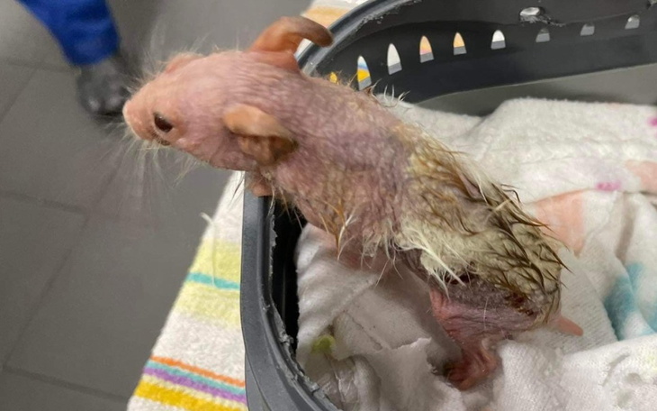 Zbiórka Pieczarka - zdjęcie główne