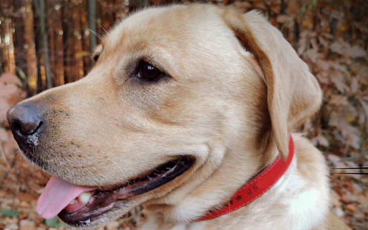 Zbiórka Na uratowanie życia Harremu - zdjęcie główne