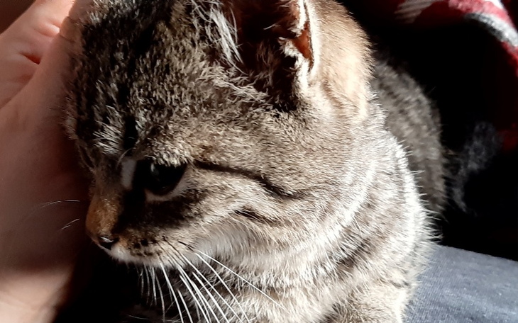 Zbiórka Tira - pomóżmy jej dorosnąć - zdjęcie główne