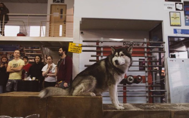 Zbiórka Crossfit R99 dla psiaków - zdjęcie główne