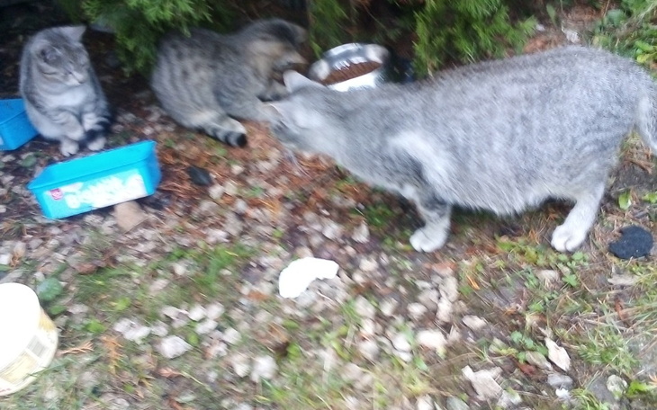 Zbiórka Budka na 3 kotów karmę steryliz - zdjęcie główne