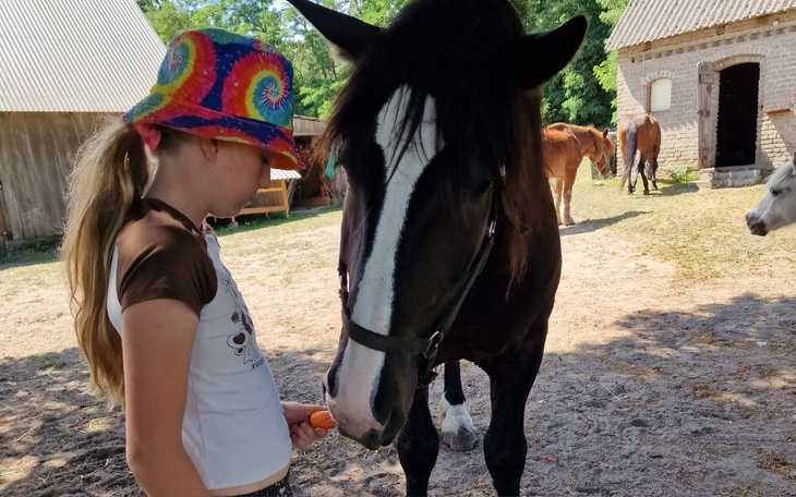 Zbiórka Konie pilnie potrzebują pomocy - zdjęcie główne