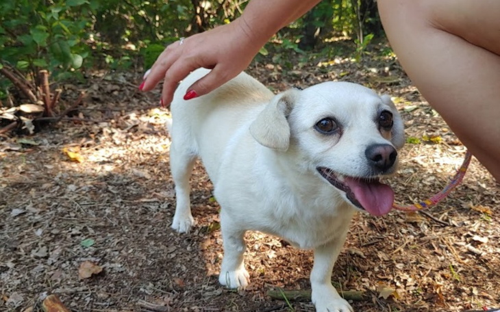 Zbiórka jedzonko dla psiaków - zdjęcie główne