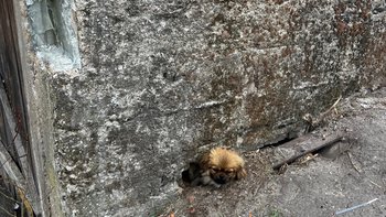 Zbiórka Nowe życie - miniaturka zdjęcia