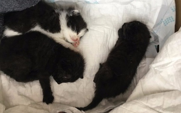 Zbiórka Ratujemy życie kocich osesków - zdjęcie główne