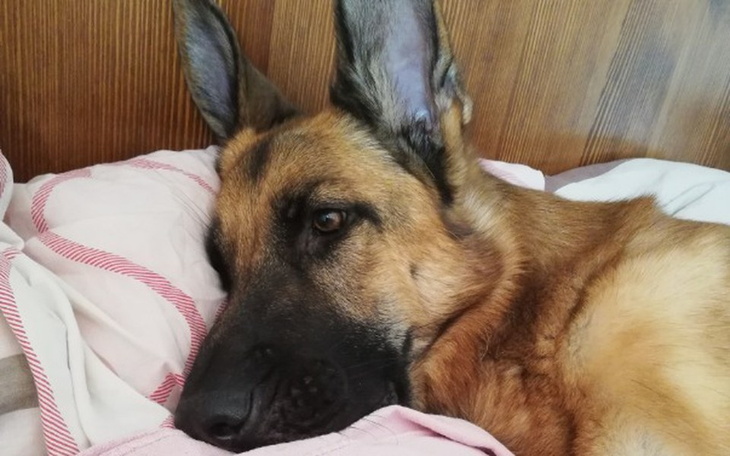 Zbiórka Zbiórka dla Tora - zdjęcie główne