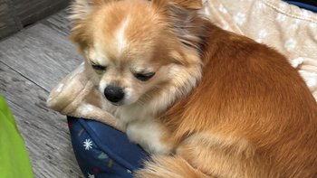 Zbiórka Niko zbiera na operację - miniaturka zdjęcia