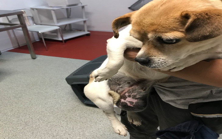 Zbiórka Misia prosi o pomoc - zdjęcie główne