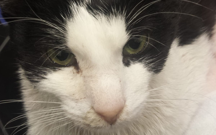 Zbiórka FIP - Pomóżcie nam ratować Kulka - zdjęcie główne